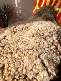 12. Manx Laoghtan, Bonzo, Living Sheep Fleece Rug. Max 95 x 70cm